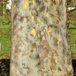 Foto von Besonderheit Platanus x hispanica